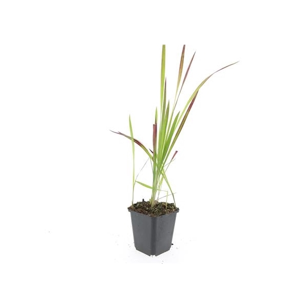 <h4>Imperata cylindrica 'Red Baron'</h4>