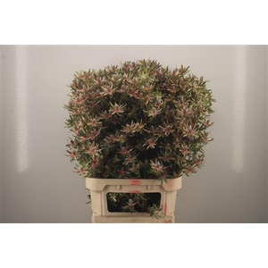 Leucadendron Ayboba Star Pearl Spra