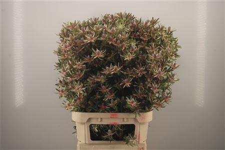 <h4>Leucadendron Ayboba Star Pearl Spra</h4>