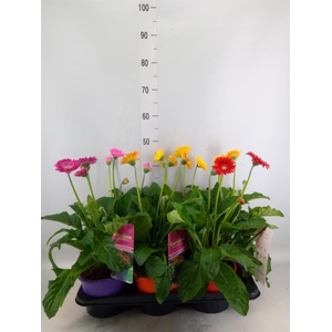 Gerbera  'Garvinea'   ...mix