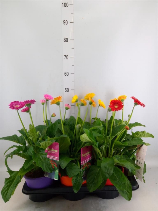 <h4>Gerbera  'Garvinea'   ...mix</h4>