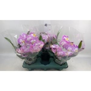 Phalaenopsis  'Muse White Special'