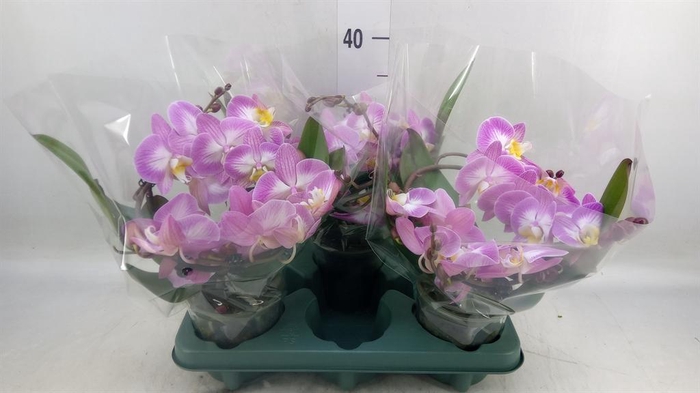 <h4>Phalaenopsis  'Muse White Special'</h4>