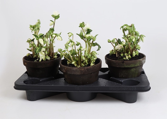 HELLEBORUS NIGER P18