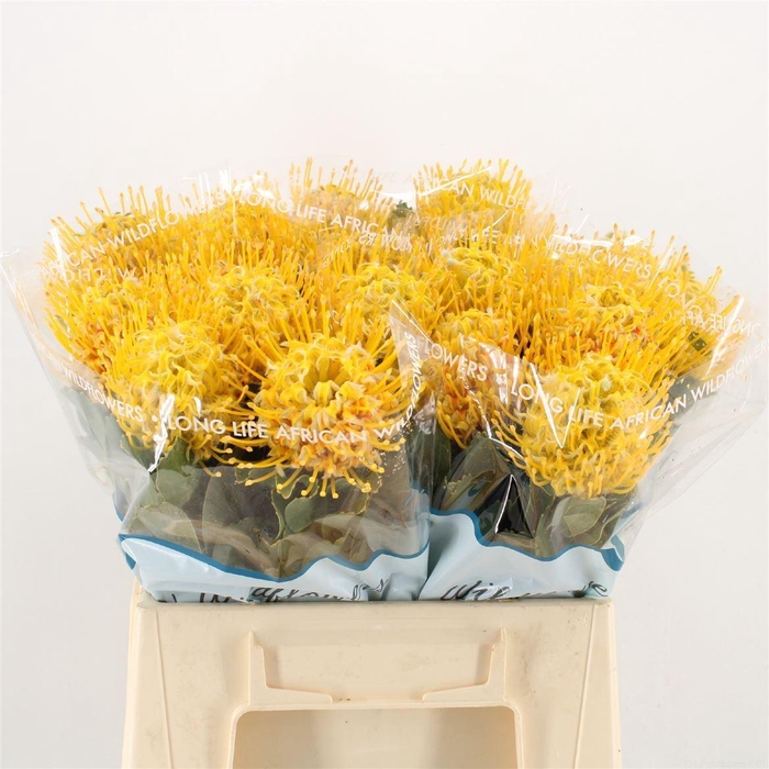 <h4>Leucospermum  'Super Gold'</h4>