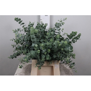 Eucalyptus