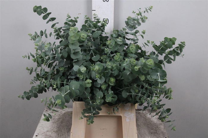 Eucalyptus