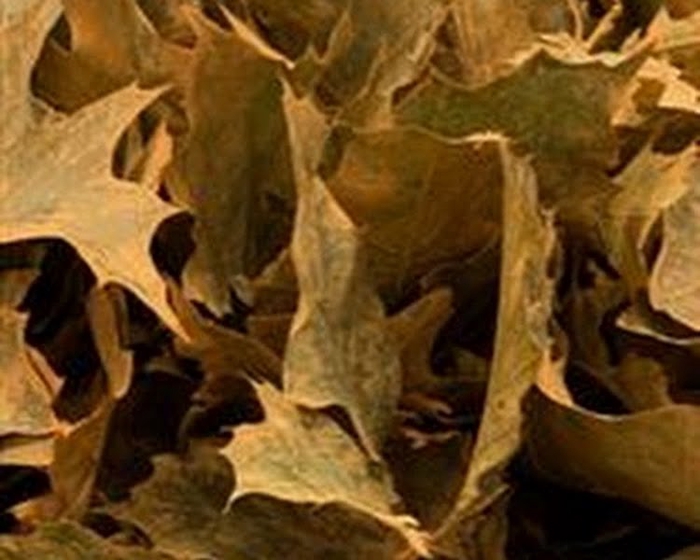 <h4>Quercus Rubra Klb Frost Orange</h4>