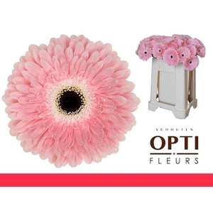 Gerbera Graceland Water