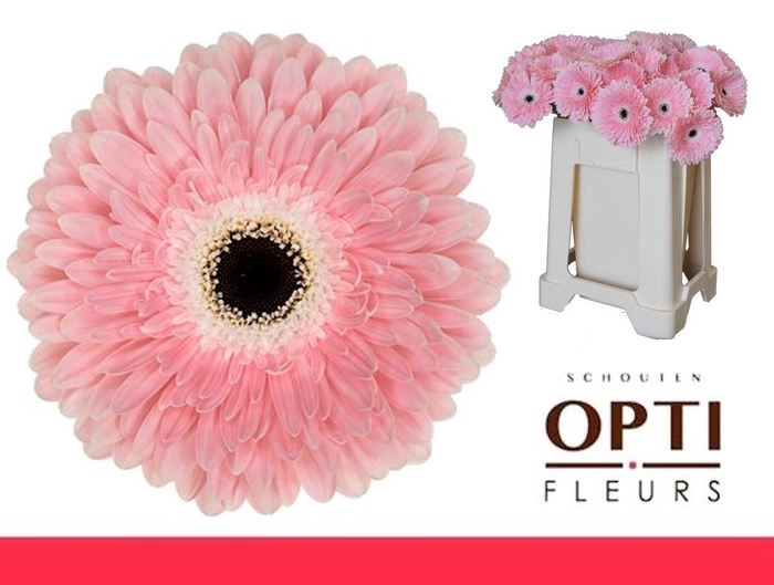 <h4>Gerbera Graceland Water</h4>