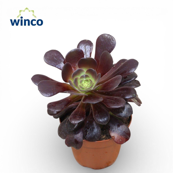 <h4>Aeonium Ab. Velours</h4>