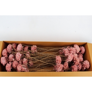 Stick Shola Zinnia Ø12 O.Pink