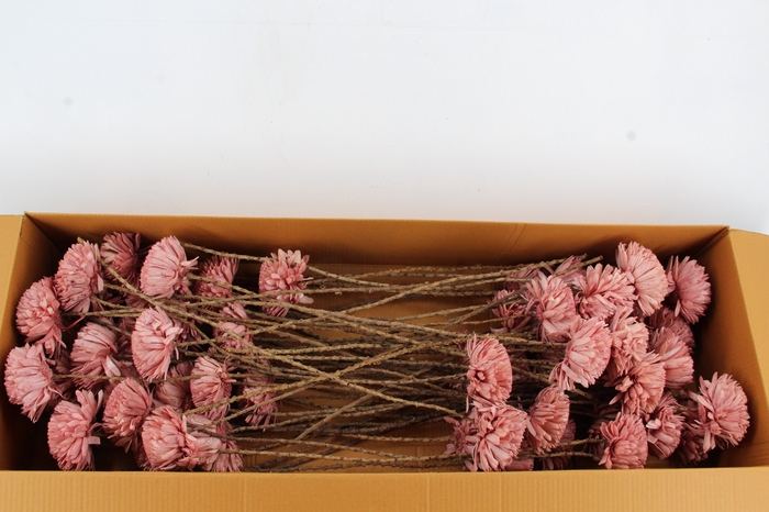 <h4>Stick Shola Zinnia Ø12 O.Pink</h4>