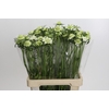 Scabiosa atropurpurea Focal Scoop White