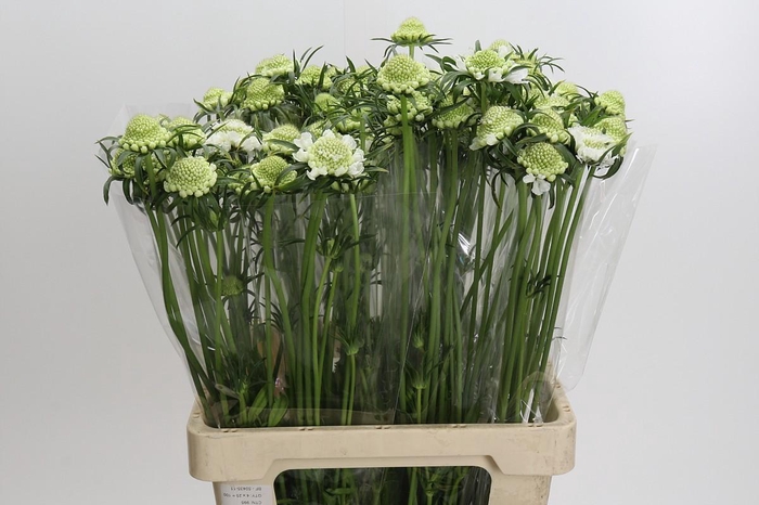 <h4>Scabiosa atropurpurea Focal Scoop White</h4>