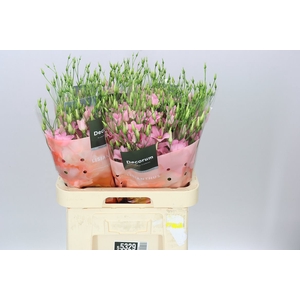 Eust En Botanic Pink