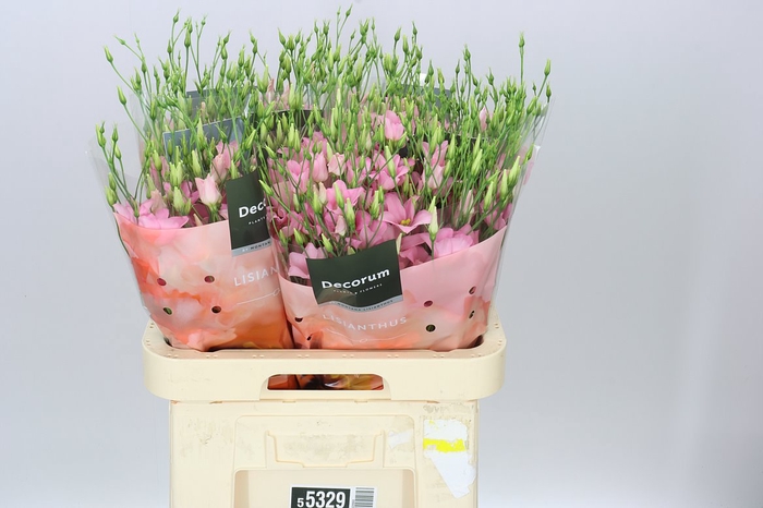 <h4>Eust En Botanic Pink</h4>
