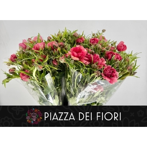 Ranunculus Moderna Energia