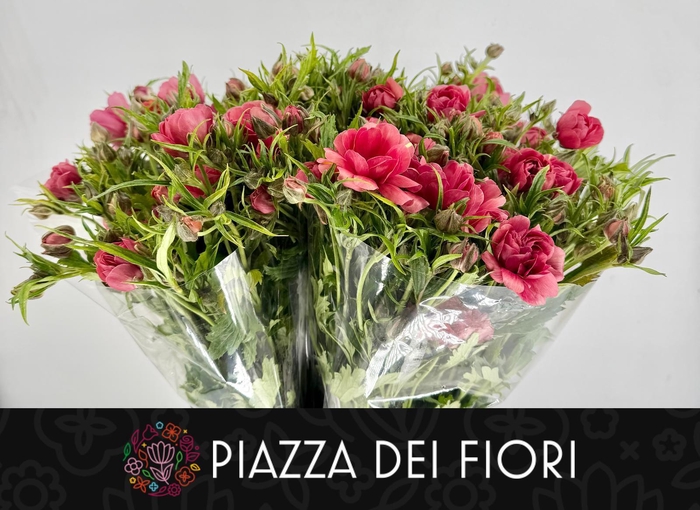 <h4>Ranunculus Moderna Energia</h4>