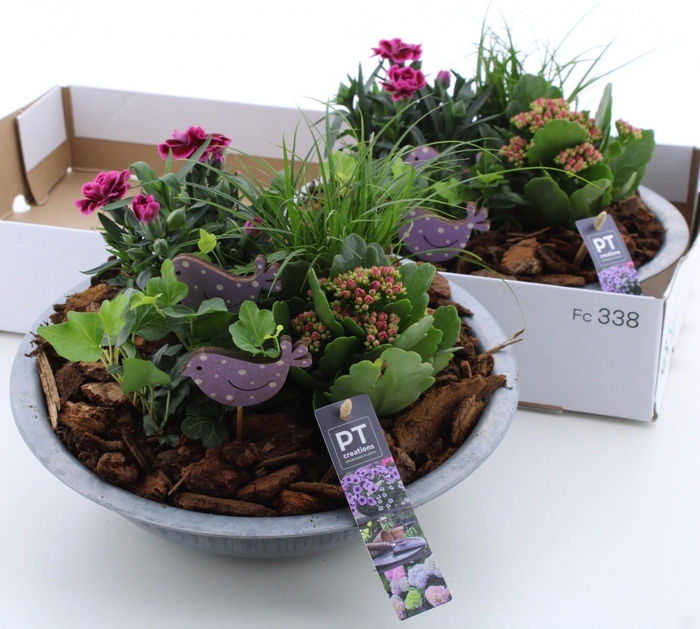 <h4>ARR TUINPLANTEN</h4>