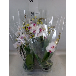 Phalaenopsis  'Neisse'