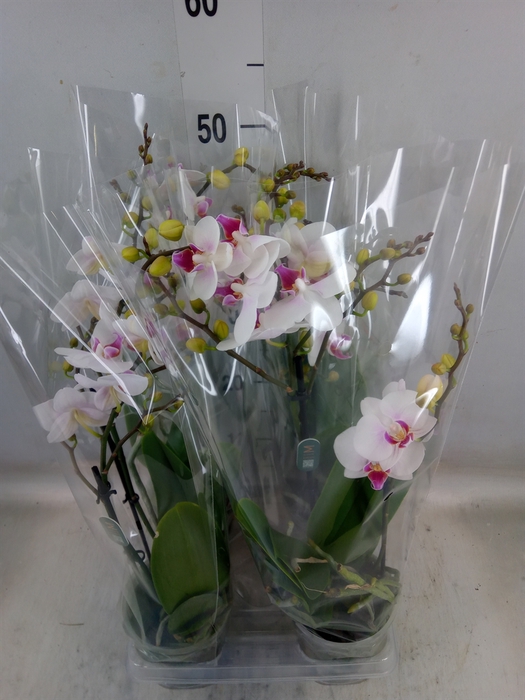 <h4>Phalaenopsis  'Neisse'</h4>