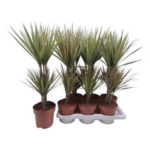 Dracaena marg. Bicolor