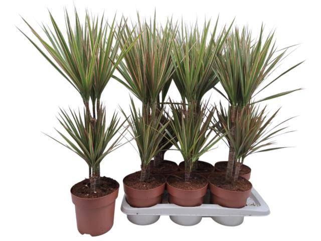 <h4>Dracaena marg. Bicolor</h4>