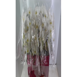 PHALAENOPSIS CASCATA P15 BRANCO 2 HT