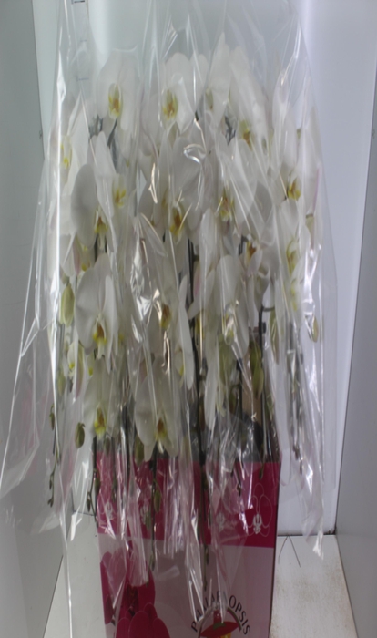 <h4>PHALAENOPSIS CASCATA P15 BRANCO 2 HT</h4>