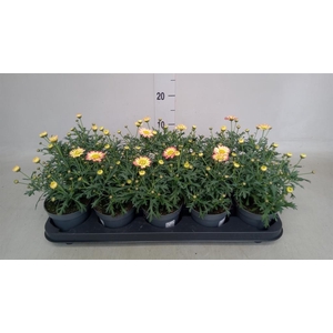 Argyranthemum   ...