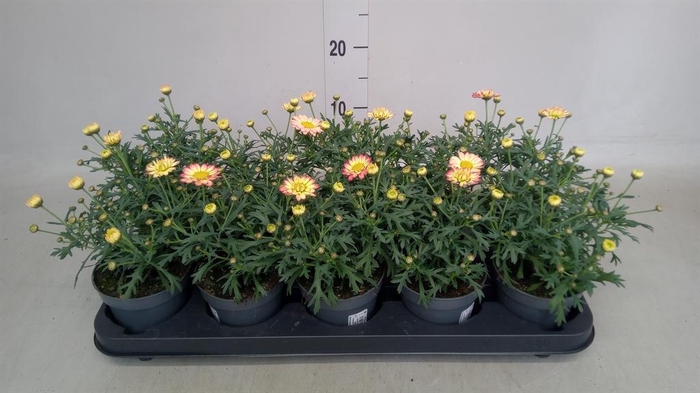 <h4>Argyranthemum   ...</h4>