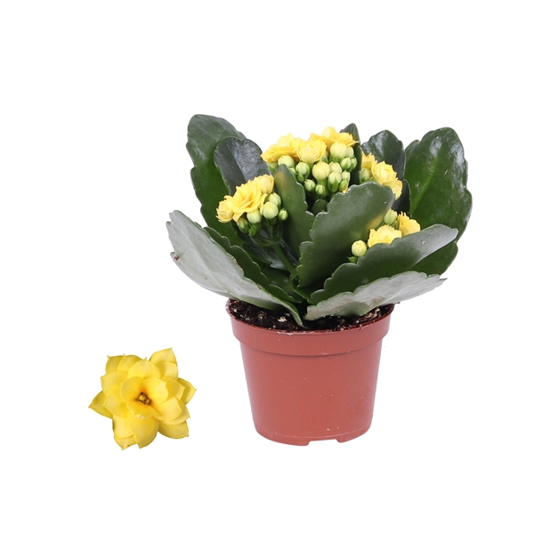 <h4>Kalanchoe Rosalina 06cm Don Amarillo geel, Zonder hoes</h4>