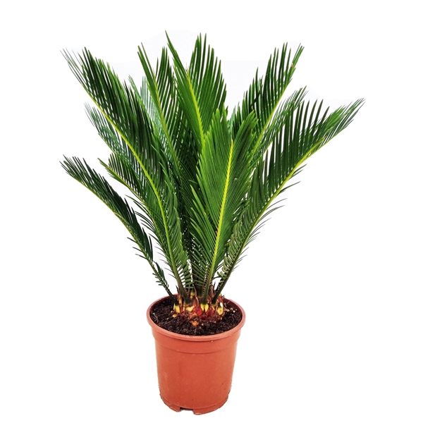 <h4>Cycas revoluta</h4>