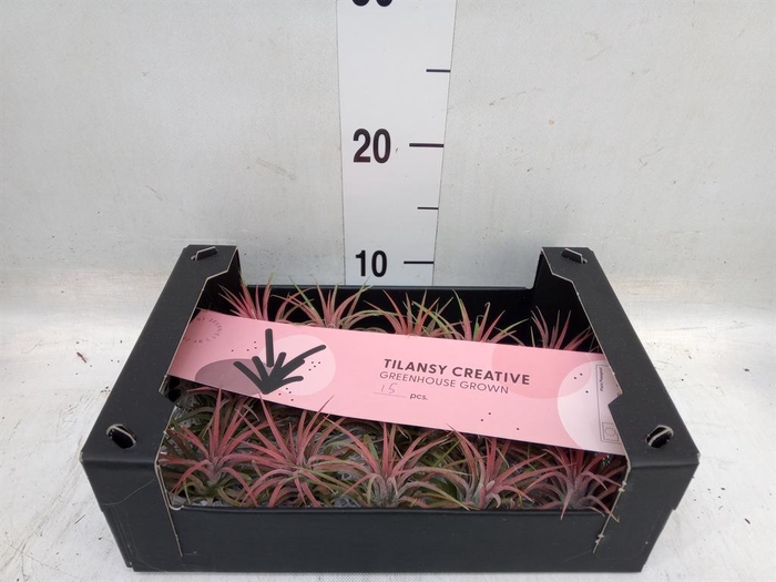 <h4>Tillandsia ionantha</h4>