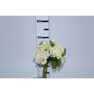 HORTENSIA BRANCA 050 CM