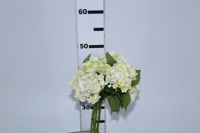 HORTENSIA BRANCA 050 CM