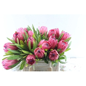 Protea Red Ice