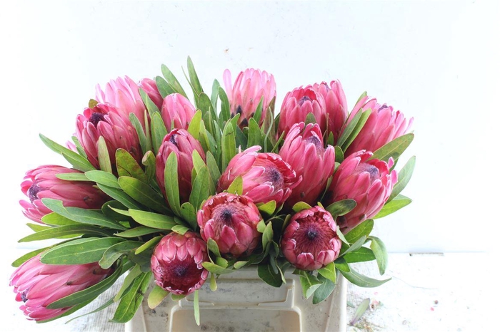 <h4>Protea Red Ice</h4>
