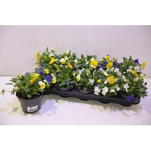 Vio Co Em Mm Stockho