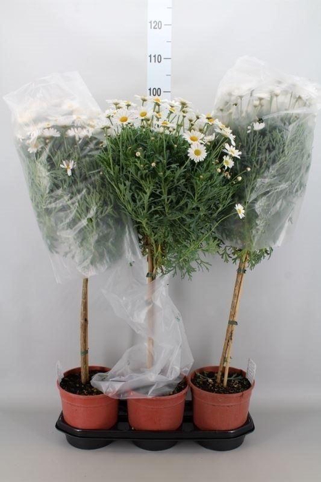 <h4>Argyranthemum   ...</h4>