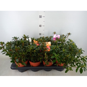 Rhododendron jap.  ...