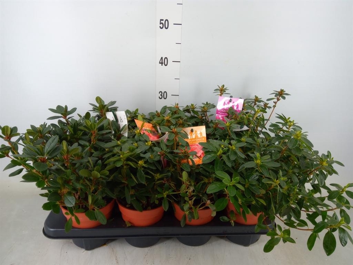 <h4>Rhododendron jap.  ...</h4>