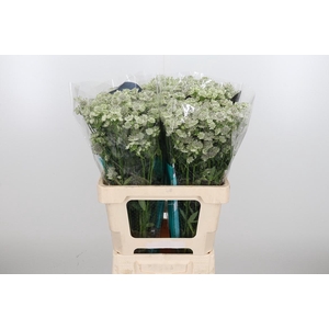 Astrantia Wit Billion Stars