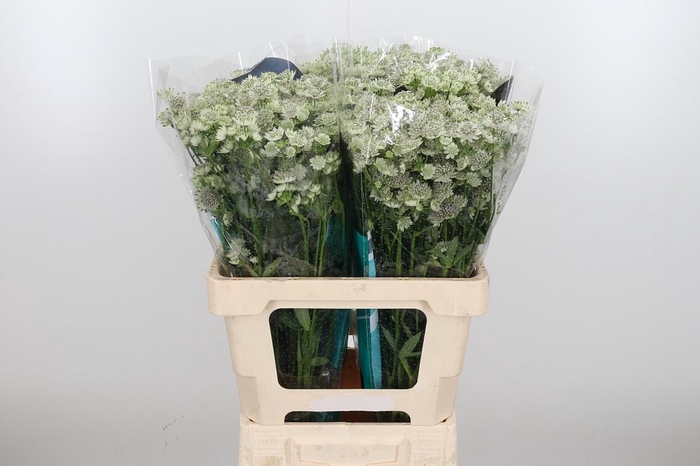<h4>Astrantia Wit Billion Stars</h4>