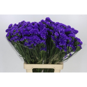 Limonium Sinuatum Blue Wings