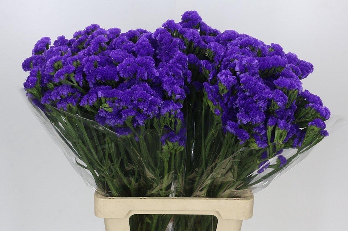 <h4>Limonium Sinuatum Blue Wings</h4>