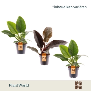 Philodendron mix Imperial Green & Red