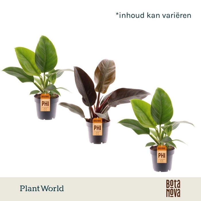 <h4>Philodendron mix Imperial Green & Red</h4>