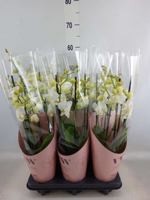 <h4>Phalaenopsis  'Ant Inverness'</h4>